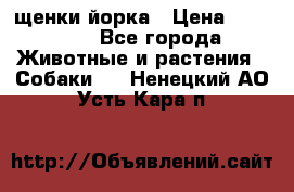 щенки йорка › Цена ­ 15 000 - Все города Животные и растения » Собаки   . Ненецкий АО,Усть-Кара п.